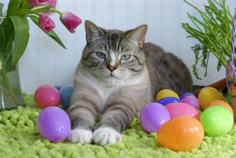 Easter Cat Omg Cheyenne S Fat Twin Brittany Horton Lynn Easter Cats Easter Pets Cat Holidays