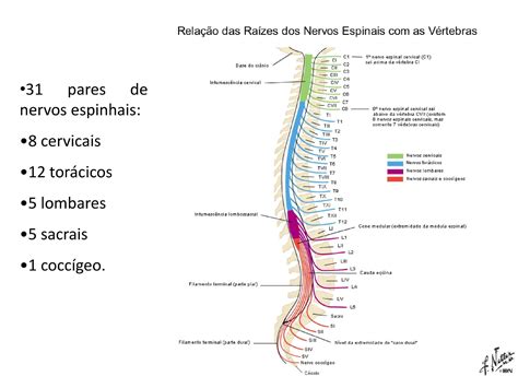 Rela O Das Ra Zes Dos Nervos Espinais Com As V Rtebras Anatomia I