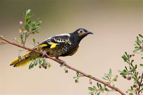 Conservationists Hopeful After Flocks Of Regent Honeyeaters Appear In