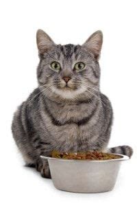 You can eat pie as fast as you want but you will puke in a toilet if tou eat the pie really fast so be very carefull. Can Cats Eat Oatmeal and What Are The Benefits for Cats ...