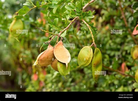 Elephant Hedge Bean Tree Or Forest Boer Bean Schotia Latifolia Is A