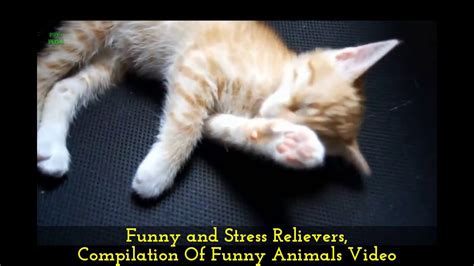 Funny And Stress Relievers Compilation Of Funny Animals Video Youtube
