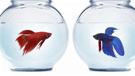 Male bettas are famously intolerant of one another. My Experience Male & Female Cohabitation - Fish Care