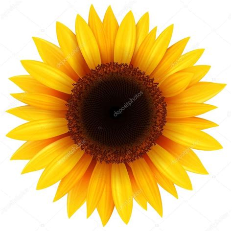 Sunflower Isolated Vector Illustration Sunflower Images Boho Art