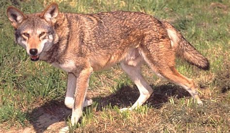 The Red Wolf Animals Facts And Latest Profile All Wildlife Photographs