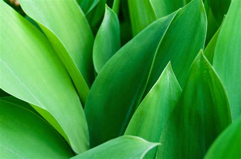 Tulip Leaves Stock Photo Download Image Now Backgrounds Botany