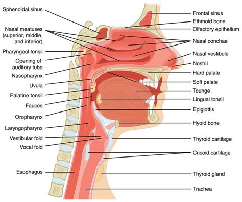 In radiology, the 'head and neck' refers to all the anatomical structures in this region excluding the. Throat And Neck Anatomy . Throat And Neck Anatomy Labelled Diagram Of The Human Throat ...