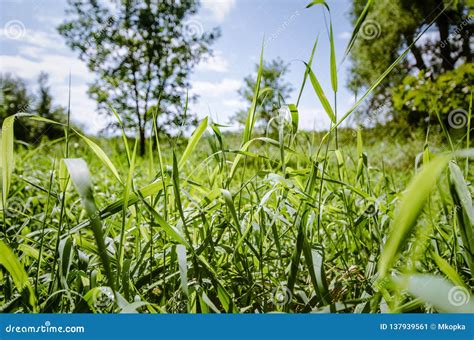 Close Up Of Tall Grasses In A Field Meadow On A Sunny Summer Day In The