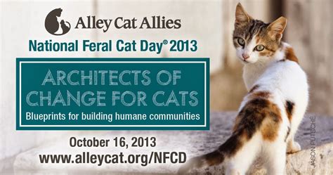 Animal Shelters Number One Cause Of Death In Feral Cats