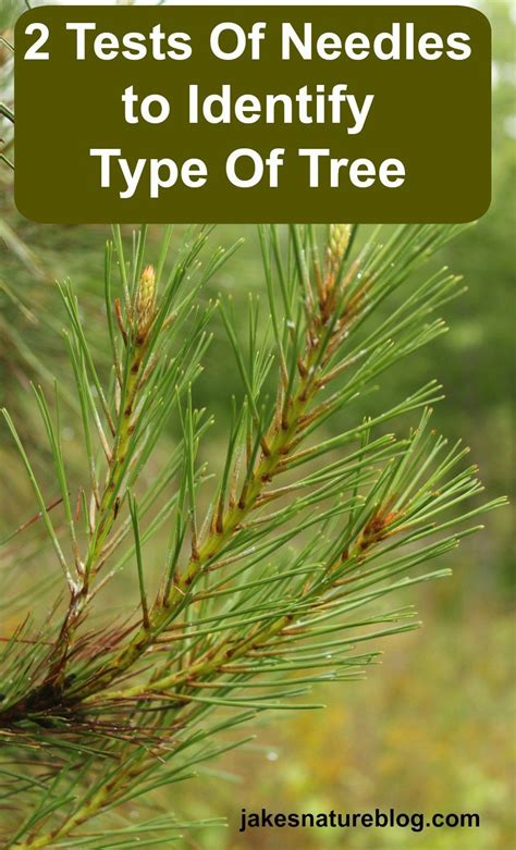 Evergreen Needles From A Pine Spruce Or Fir Tree In 2020 Evergreen