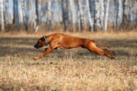Premium Photo A Graceful Portrait Of A Dog In Motion A Hunting Dog