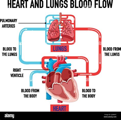 Diagram Showing Heart And Lungs Blood Flow Illustration Stock Vector