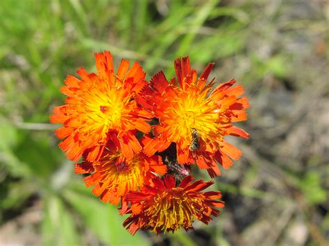 Wildflower Orange Hawkweed Hieracium Aurantiacum Montour Trail