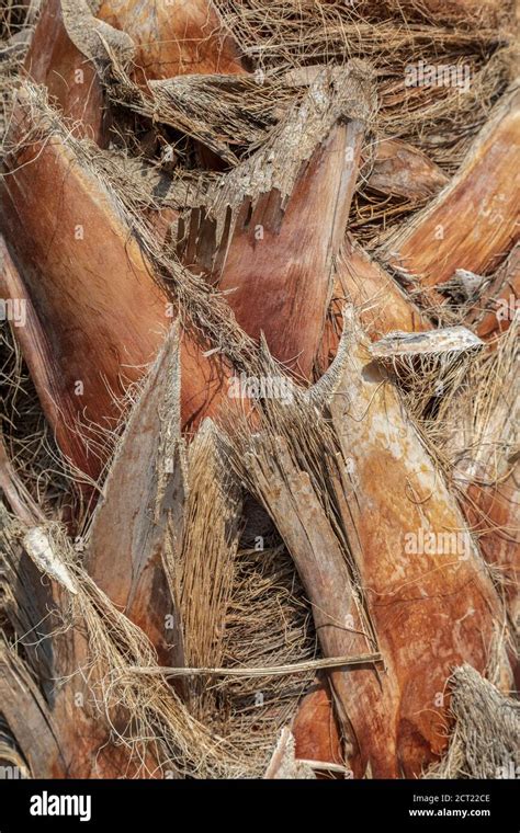 Palm Tree Bark Close Up View Natural Texture Stock Photo Alamy