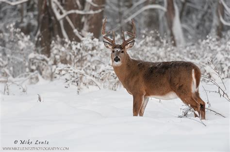 White Tailed Deer Mike Lentz Nature Photography