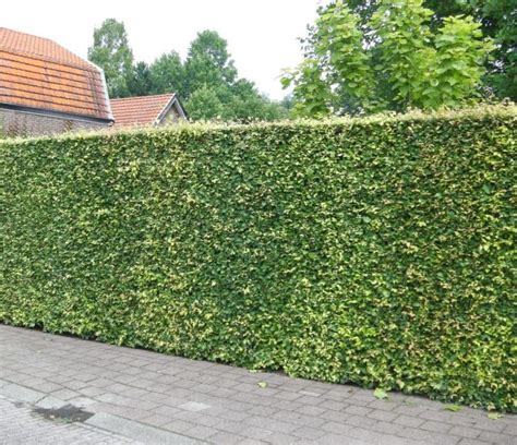 Tall Green Beech Hedge Fagus Sylvatica Fast Growing Hedge Fast