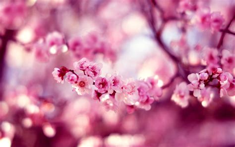 Spring Cherry Blossom Hd Wallpaper 2560x1600 31845