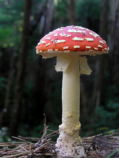 Filefly Agaric Mushroom 05 Wikimedia Commons