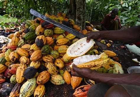 Cocoa Farmers Are Growing Poorer And Poorer Theyre Now More