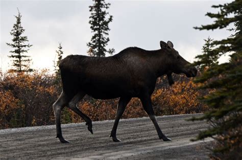 First Rabid Moose In Alaska Euthanized After Charging At People