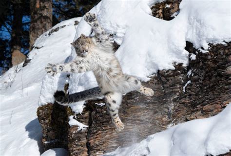 50 Snow Leopard Jump Stock Photos Pictures And Royalty Free Images Istock
