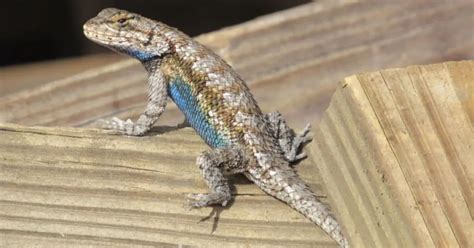 Lizards And Skinks Of Illinois