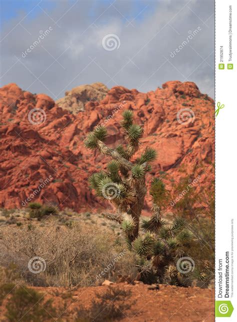Desert Landscape With Red Rock And Pinyon Pine Stock Photo