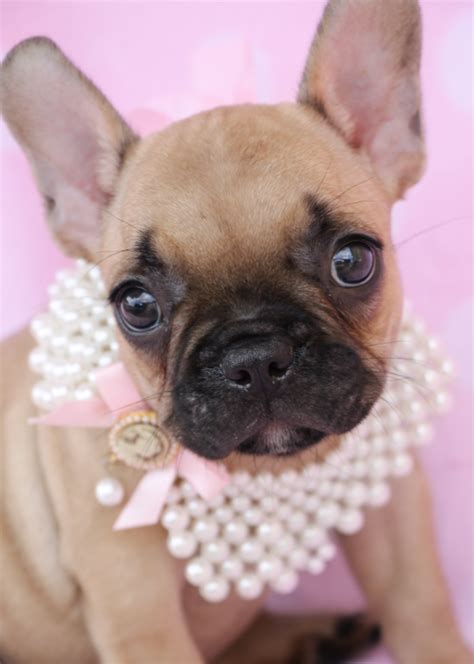 Monitor your puppy's weight, compare it with the average curve and that of other registered dogs, possibly print its weight curve to seek advice from your veterinarian or share it on the forums. French Bulldog Puppies For Sale by TeaCups, Puppies ...