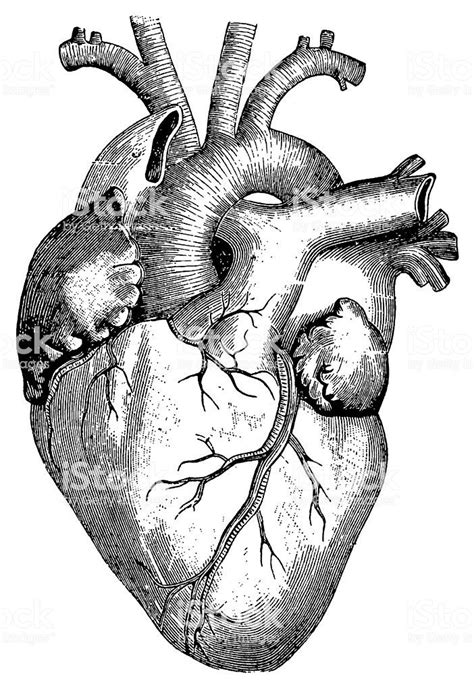 Antique Engraving Of Human Heart Published In Systematischer Dibujos