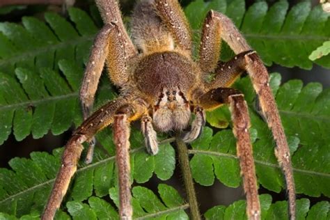 Brazilian Wandering Spiders Kaieteur News