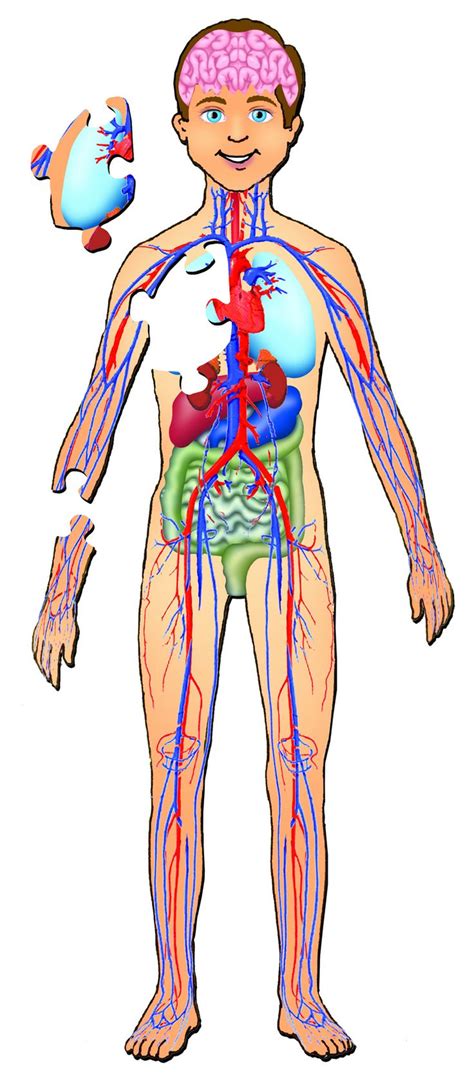 The muscular system is made up of specialized cells called muscle fibers. Human Body with Organs | www.harvard-wm.org | Pinterest ...