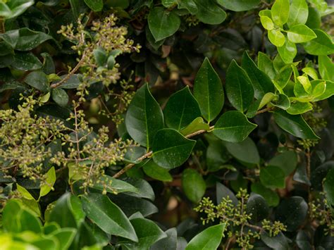 Wax Leaf Ligustrum Growth Rate