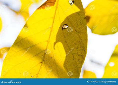 Beautiful Autumn Macro Yellow Leaves Stock Photo Image Of Descriptive