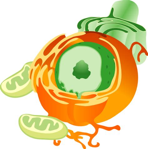 Free Animal Cell Unlabeled Download Free Clip Art Free Clip Art On