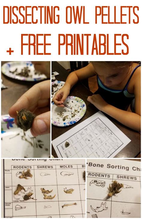 How To Dissect Owl Pellets Homeschool Project Homeschool Projects