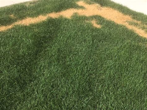 Diagnosis Yellow Spots Appeared In My Lawn Suddenly Although All