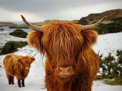 Highland Cattle Or Bos Taurus Are Among The Most Recognisable Species