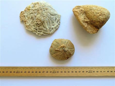 Fossils From Libyan Desert Fossils And Geodes Industry Science