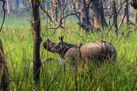 5 Day Bardia Jungle Safari Tour In Nepal Outguided