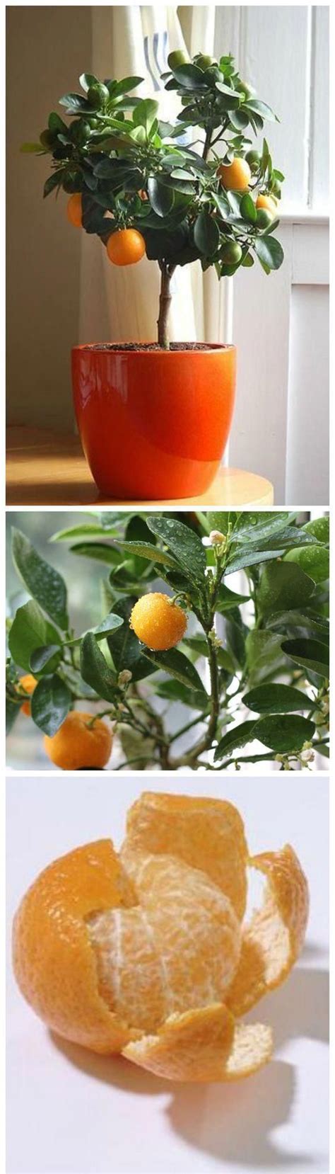 How To Grow Clementines From Seeds Clementines Are A Sweet Small