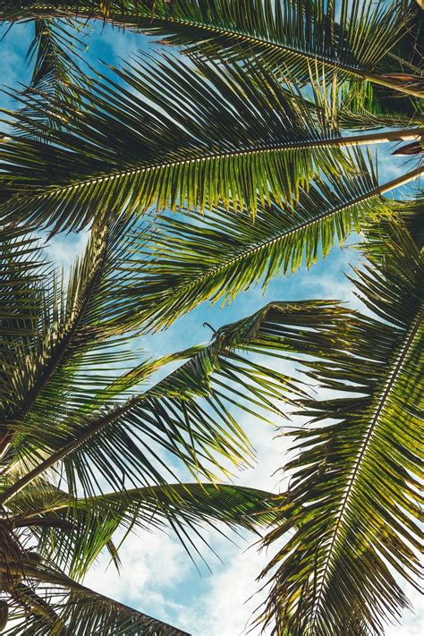 Aesthetic Palm Tree Phone Wallpapers Top Free Aesthetic