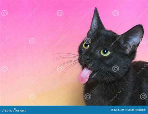 Black Tabby Cat Sticking Tongue Out Close Up Stock Image Image Of