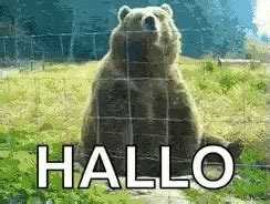 Bear Hello Gif Bear Hello Hallo Gifs Entdecken Und Teilen