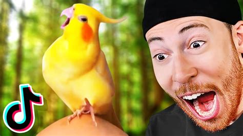 Try Not To Laugh At Bird Tik Toks Youtube