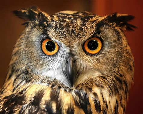 Eurasian Eagle Owl Closeup Photograph By Wes And Dotty Weber Pixels
