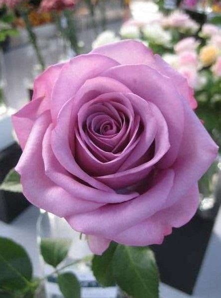 Pin By Nellie Hernandez On L♡ve Rose Varieties Beautiful Flowers