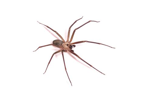 Brown Recluse Hogarths Pest Control And Wildlife Removal