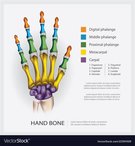 Hand Bone Anatomy Anatomy Drawing Diagram