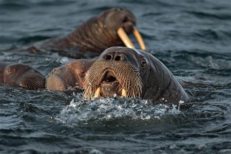 Walruses Swimming In Arctic Ocean Animal Photography Prints