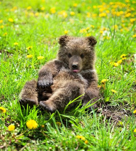 Premium Photo Cute Little Brown Bear Cub Playing On A Lawn Among Dandelions